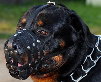 hs-collar-leather-muzzle-for-rottweiler_lrg.jpg