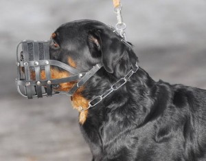 rottweiler dog muzzle