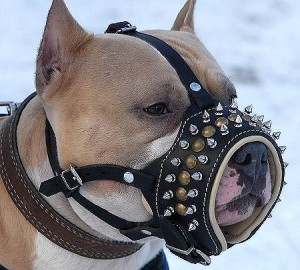 Rottweiler spiked  dog muzzle leather dog dog2_lrg