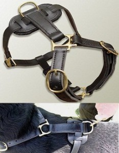 Rottweiler leather tracking harness dog